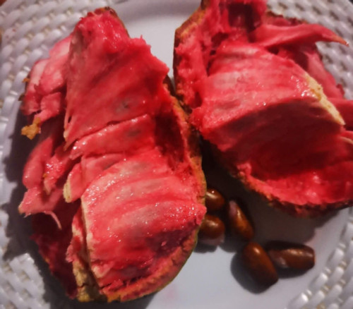 Annona macroprophyllata - Super Scarlet Ilama Seeds
