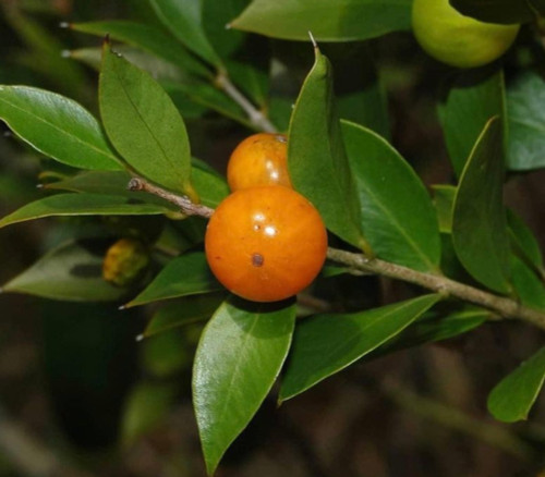 Myrciaria cuspidata - Camboim Seeds