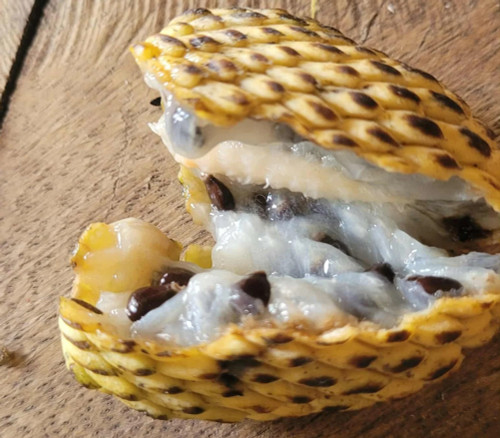Annona edulis - Annona edulis - Seeds