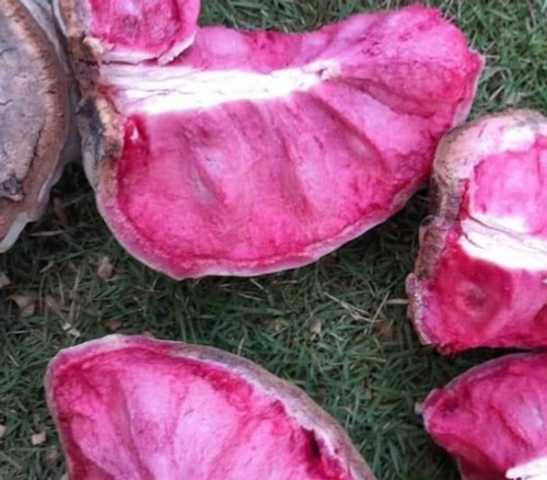 Annona macroprophyllata - Strawberry Nougat Ilama Seeds