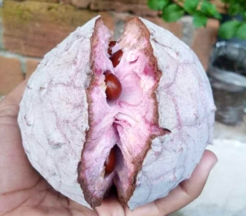 Annona macroprophyllata - Pink Ilama Seeds