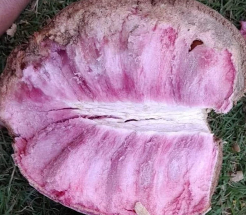Annona macroprophyllata - Tropical Violet Ilama Seeds