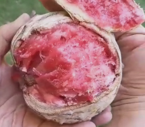 Annona macroprophyllata - Tropical Melon Ilama Seeds