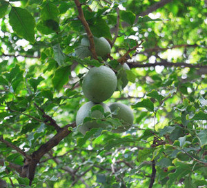Aegle marmelos - Bael Fruit Seeds