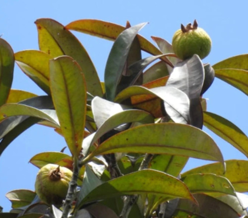 Eugenia sp. - Itacare Eugenia Seeds