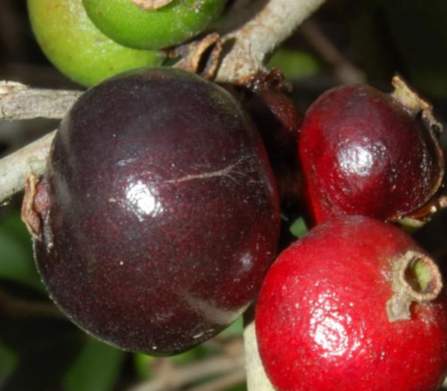 Neomitranthes obscura - Pitanga da Restinga Seeds