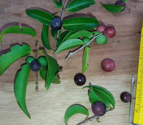 Myrciaria aff. plinioides - Cambui Seeds