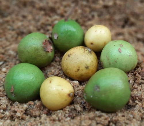Psidium oligospermum - Galapagos Guava Seeds
