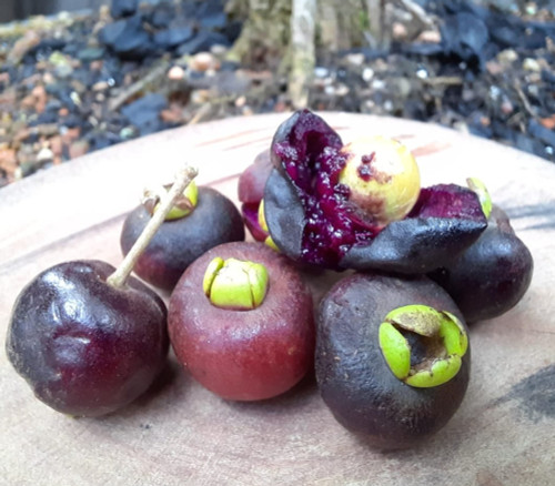 Eugenia sp. - Cereja Roxa Seeds