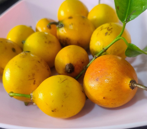 Garcinia guacopary - Pacuri Seeds