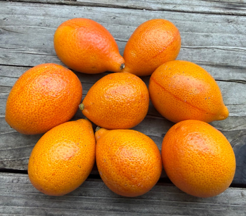 Fortunella japonica - Centennial Kumquat Seeds