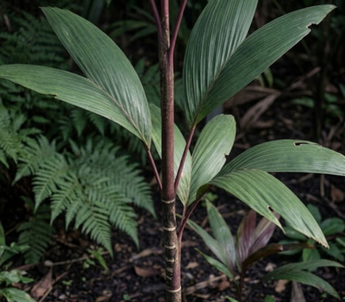 Dypsis paludosa - Candy Cane Palm Seeds