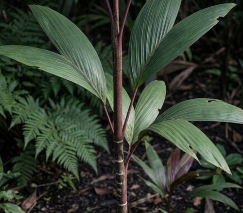 Dypsis paludosa - Candy Cane Palm Seeds