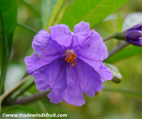 Solanum aviculare - Kangaroo Apple Seeds Solanum aviculare - Kangaroo Apple Seeds