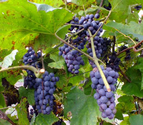 Vitis amurensis - Amur Grape Seeds