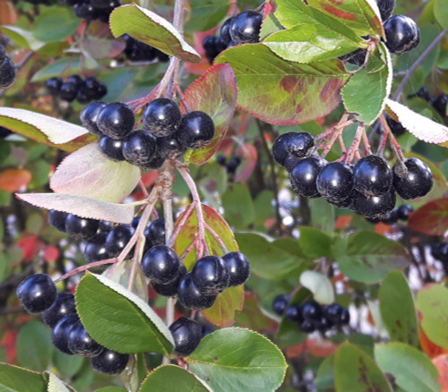 Aronia x prunifolia - Purple Chokeberry Seeds