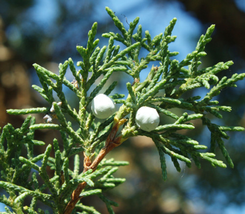 Juniperus scopulorum - Rocky Mountain Juniper Seeds