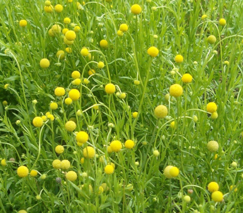 Helenium aromaticum - Pineapple Flowers Seeds