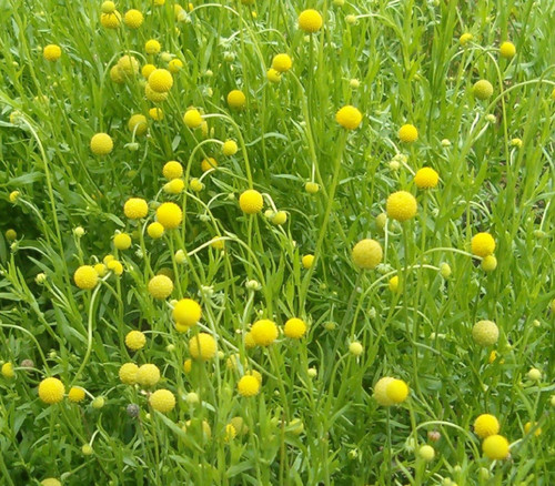 Helenium aromaticum - Pineapple Flowers Seeds