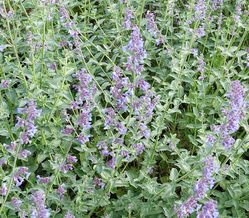 Nepeta x faassenii - Faasen's Catnip Seeds