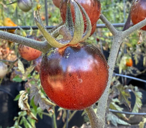 Purple Dragon Tomato Seeds