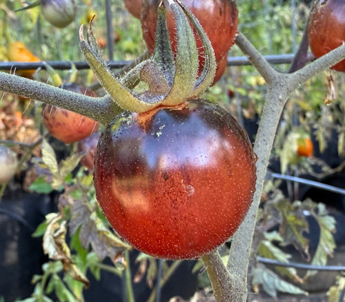 Purple Dragon Tomato Seeds