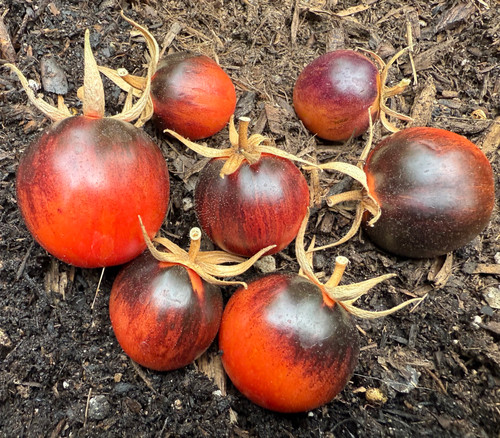 Magic Light Tomato Seeds