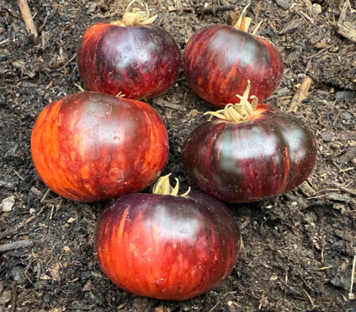 Eye Candy Tomato Seeds