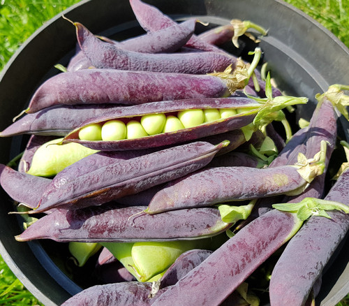 Blue Shelling Pea Seeds