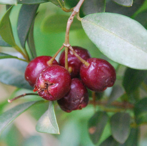 Syzygium paniculatum - Brush Cherry Seeds