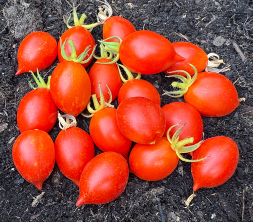 Bombeta Ramallet Tomato Seeds