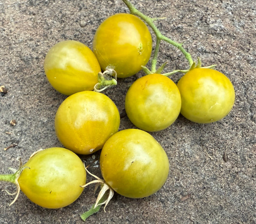 Dwarf Green Grinch Tomato Seeds