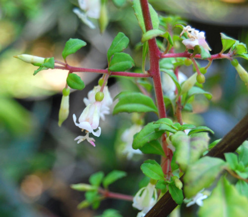 Fuchsia microphylla hidalgensis - White Flowered Fuchsia Seeds