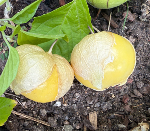 Physalis ixocarpa - Amaryla Tomatillo Seeds
