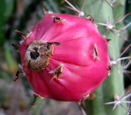 Harrisia pomanensis - Midnight Lady Cactus Seeds