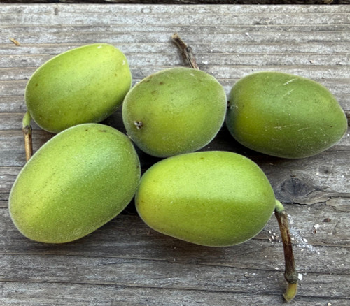 Passiflora trisecta - White Passion Flower Seeds