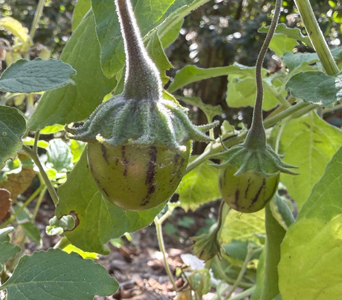 Lycianthes dejecta - Lycianthes Seeds