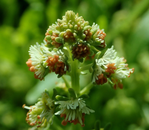 Reseda odorata - Mignonette Seeds