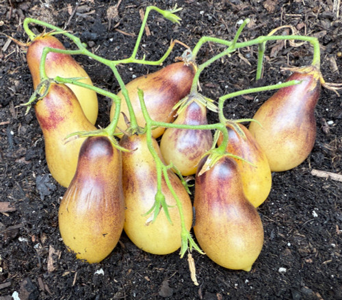 Marchenengel Tomato Seeds