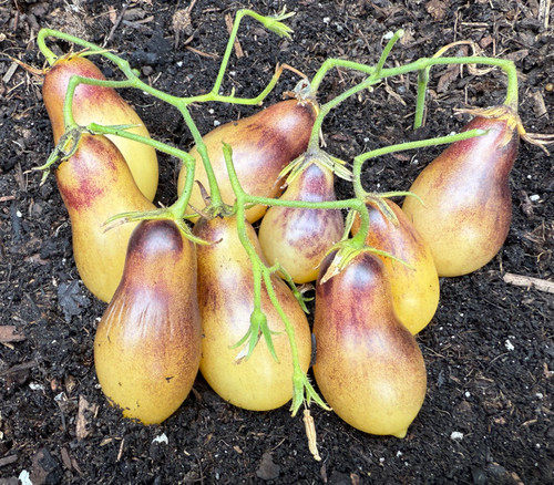 Marchenengel Tomato Seeds