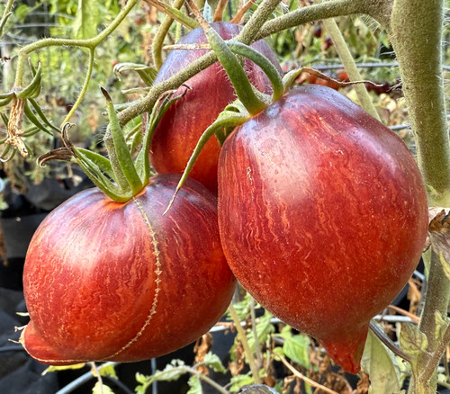 Sophia's Fiery Comet Tomato Seeds
