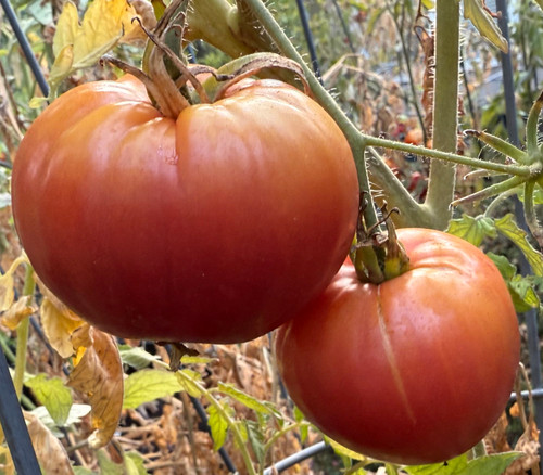 Multi-color, Bi-color and Striped Tomato Seeds