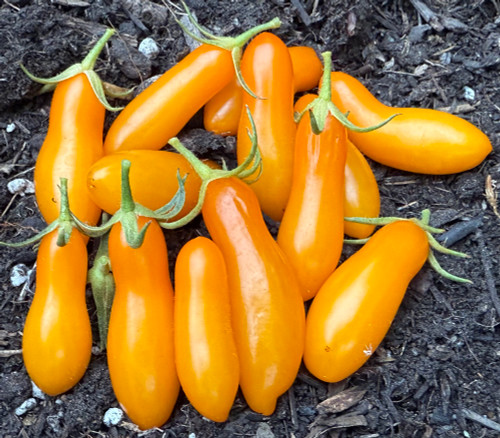 Starlight Grape Tomato Seeds