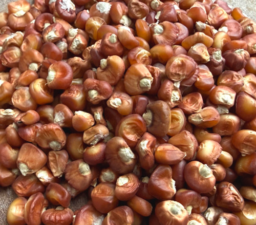 Bronze Orange Corn Seeds