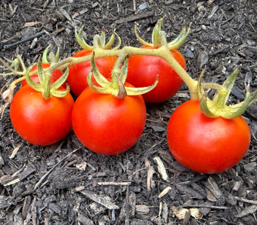 Annarita Longkeeper Tomato Seeds