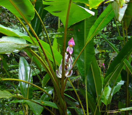 Musa campestris var sarawakensis - Kuching Swamp Banana Seeds