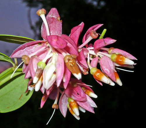 Cavendishia quereme - Female Love Rose Seeds