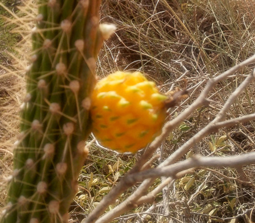Harrisia divaricata - Harrisia Seeds
