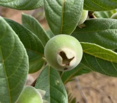 Campomanesia sessiliflora - Green Guabiroba Seeds