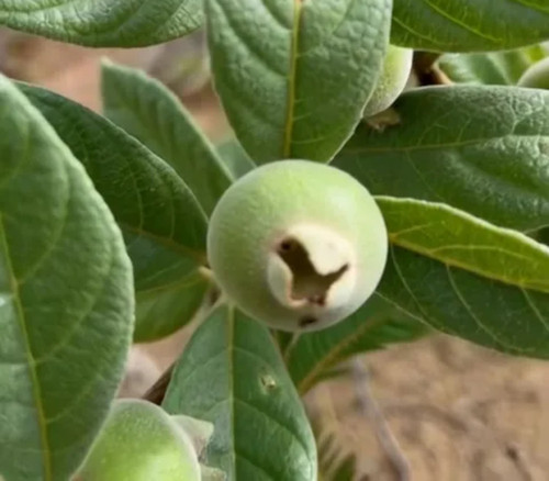 Campomanesia sessiliflora - Green Guabiroba Seeds